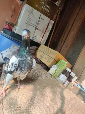 Teddy Madi Pigeon