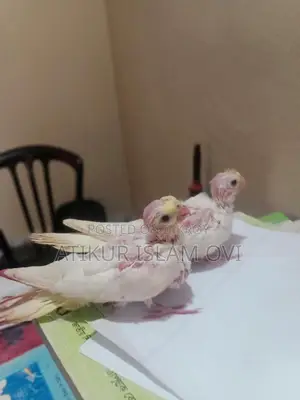 Cockatiel Chicks for Sale