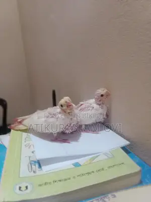 Cockatiel Chicks for Sale