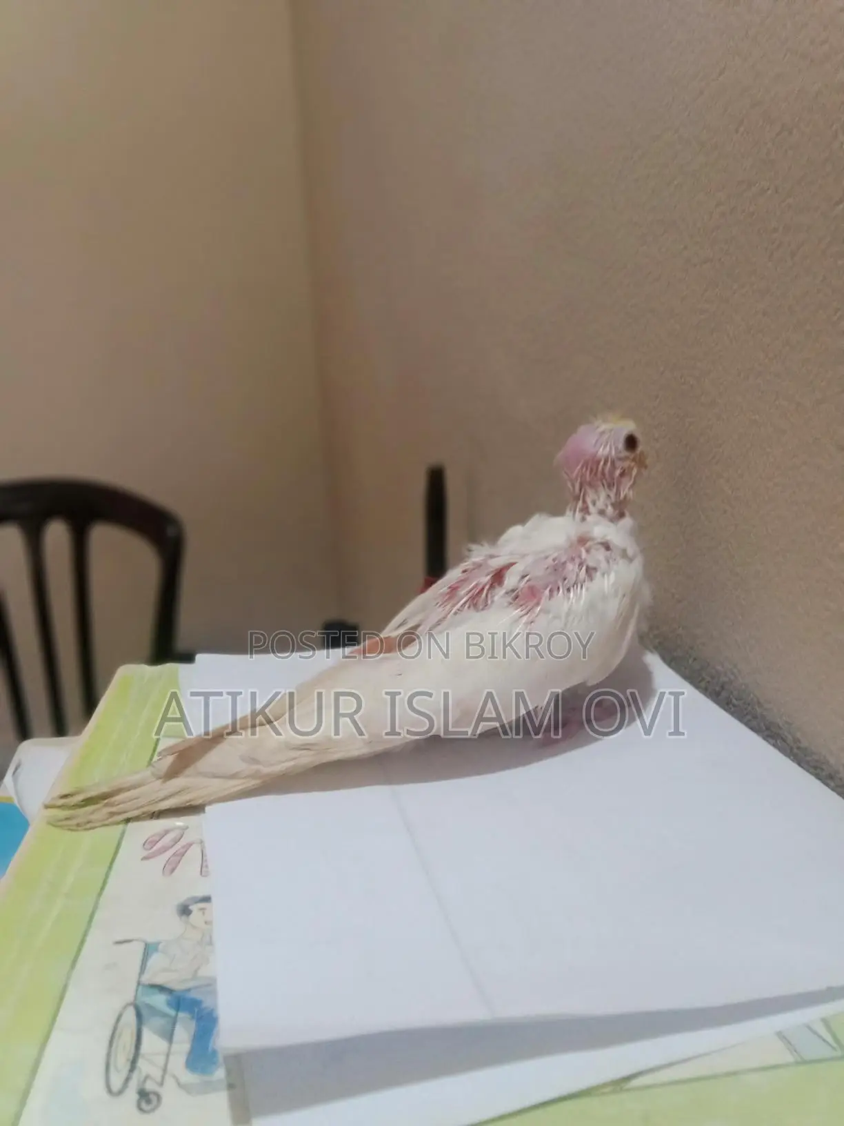 Cockatiel Chicks for Sale