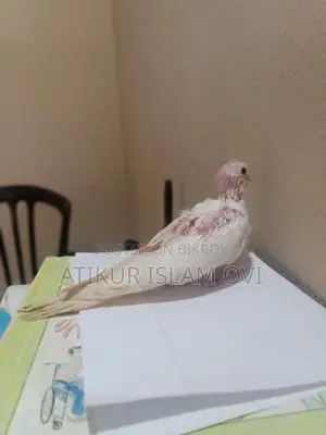 Cockatiel Chicks for Sale