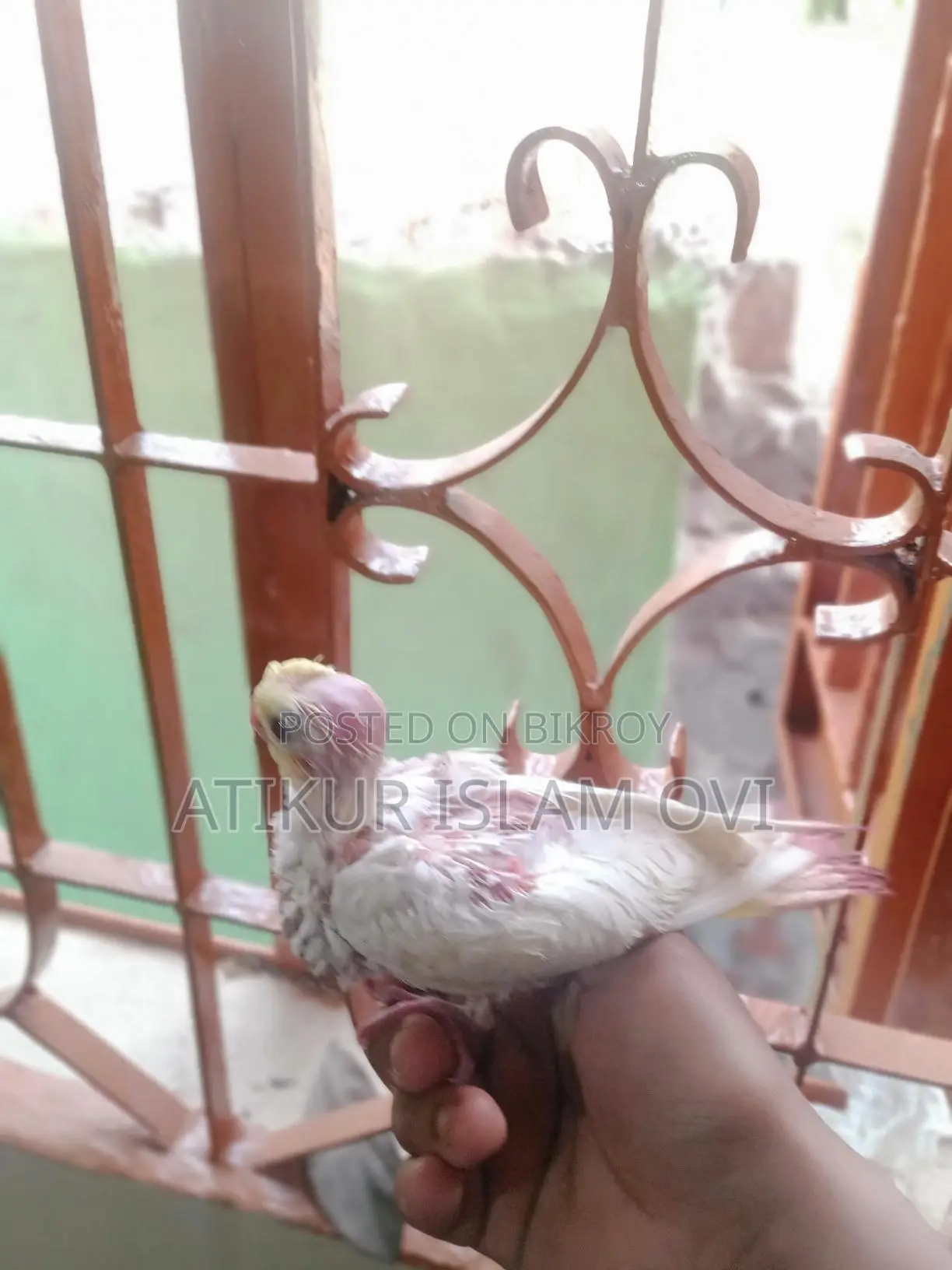 Cockatiel Chicks for Sale