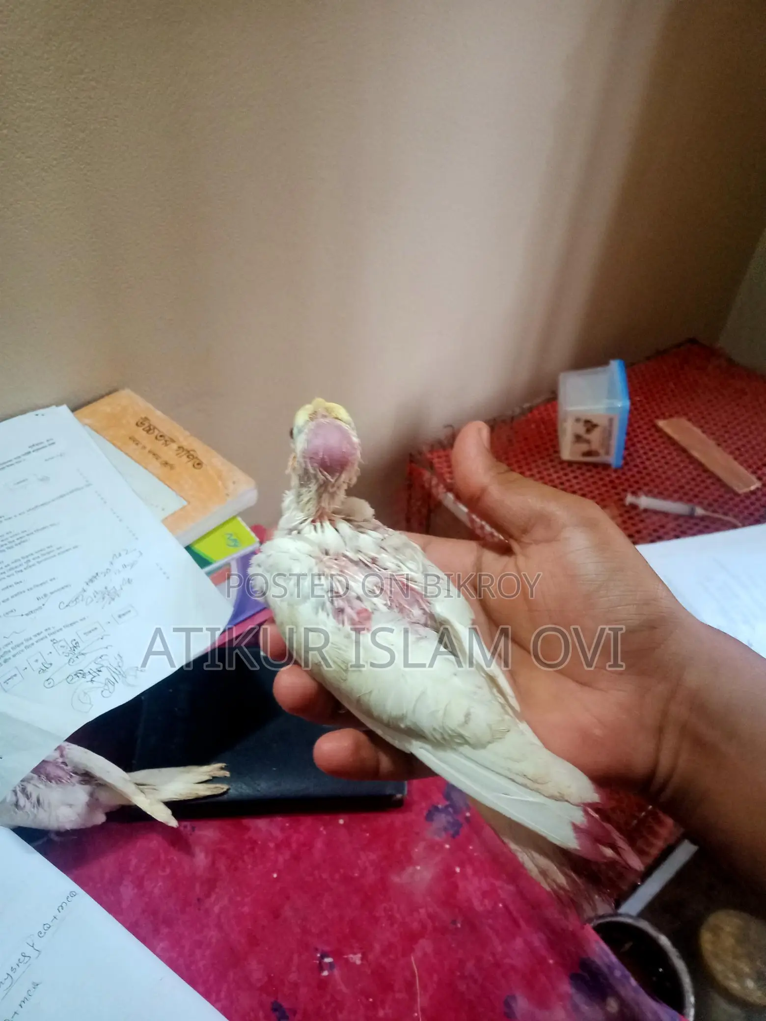 Cockatiel Chicks for Sale