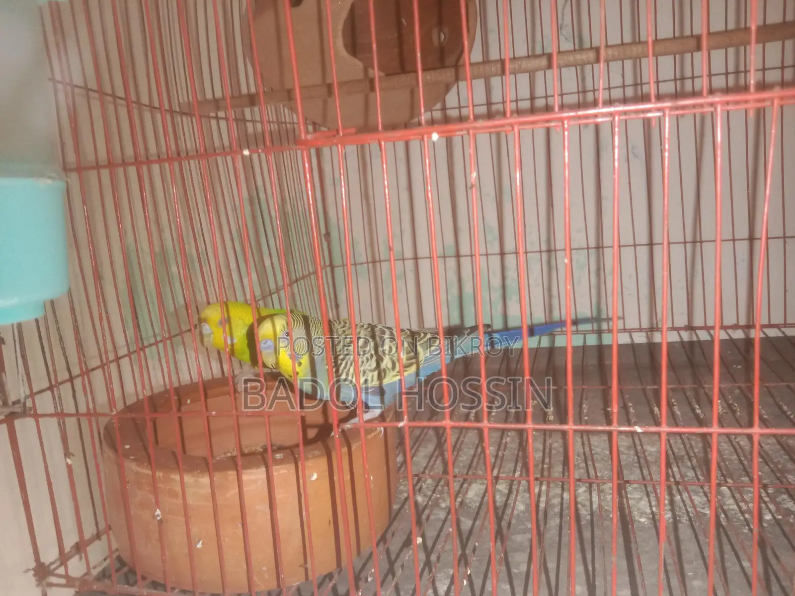 ভালো মানের দুই জোড়া বাজিগার পাখি বিক্রি হবে
