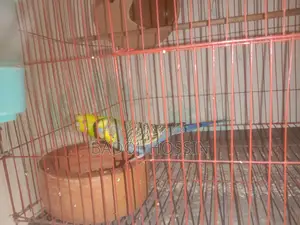 Two pairs of high-quality Budgie birds for sale