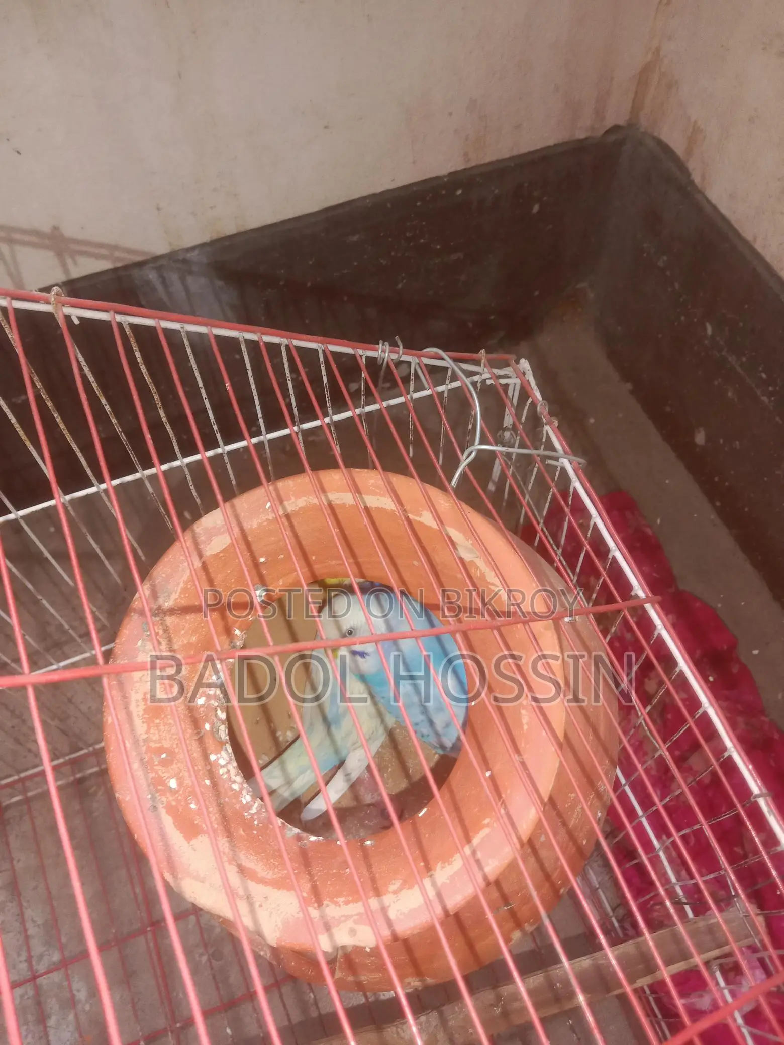 ভালো মানের দুই জোড়া বাজিগার পাখি বিক্রি হবে