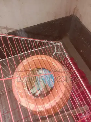 ভালো মানের দুই জোড়া বাজিগার পাখি বিক্রি হবে