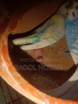 ভালো মানের দুই জোড়া বাজিগার পাখি বিক্রি হবে