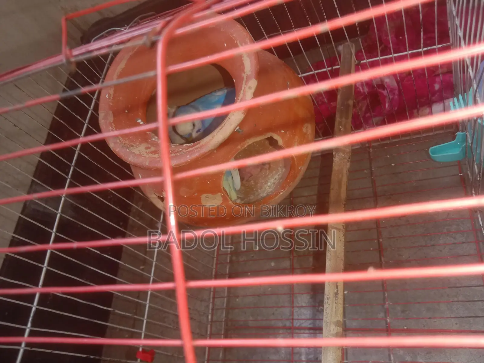 ভালো মানের দুই জোড়া বাজিগার পাখি বিক্রি হবে