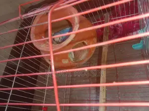 ভালো মানের দুই জোড়া বাজিগার পাখি বিক্রি হবে