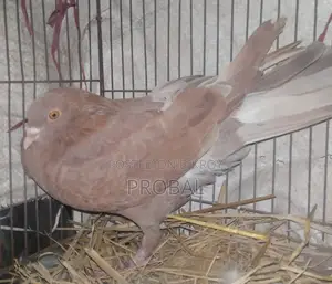 Red Chulli Running Female Pigeon