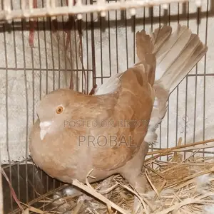 Red Chulli Running Female Pigeon