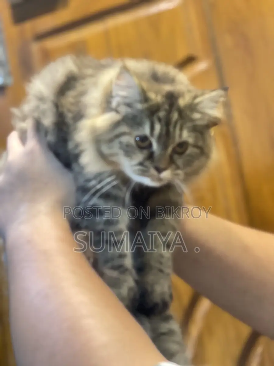 Tabby Breed Cat