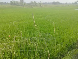 নিষ্কণ্টক জমি বিক্রয় হইবে। স্থান:- খুলনা রাজবাঁধ