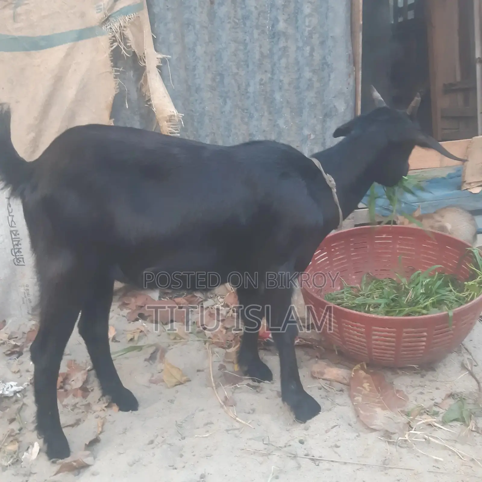 Castrated Goat for Sale
