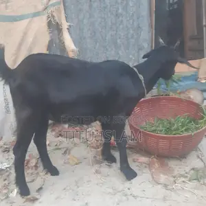 Castrated Goat for Sale
