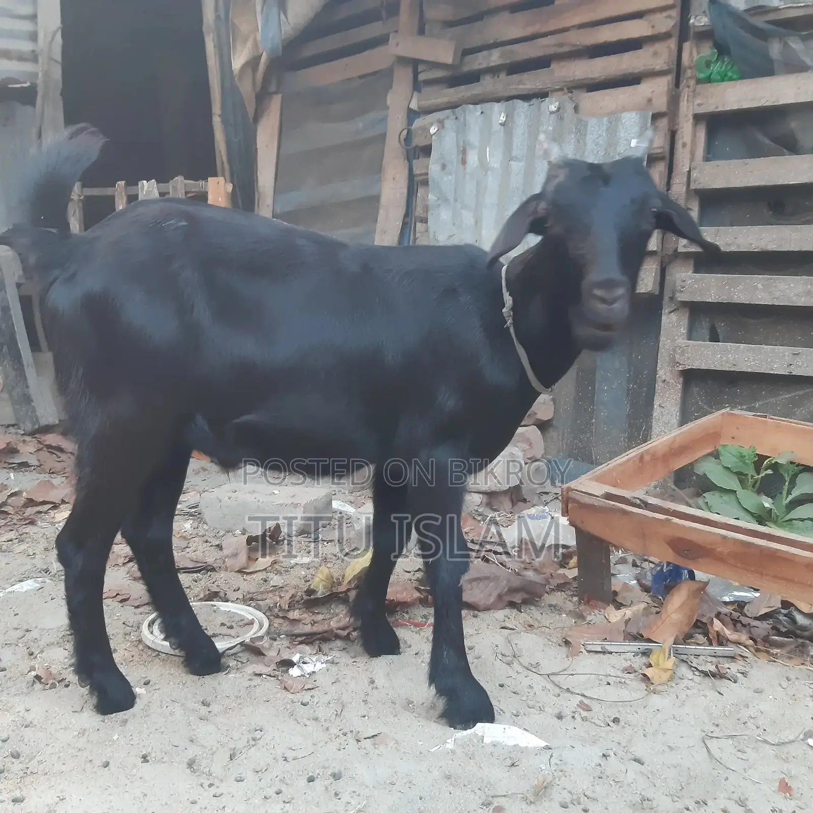 Castrated Goat for Sale