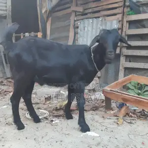 Castrated Goat for Sale