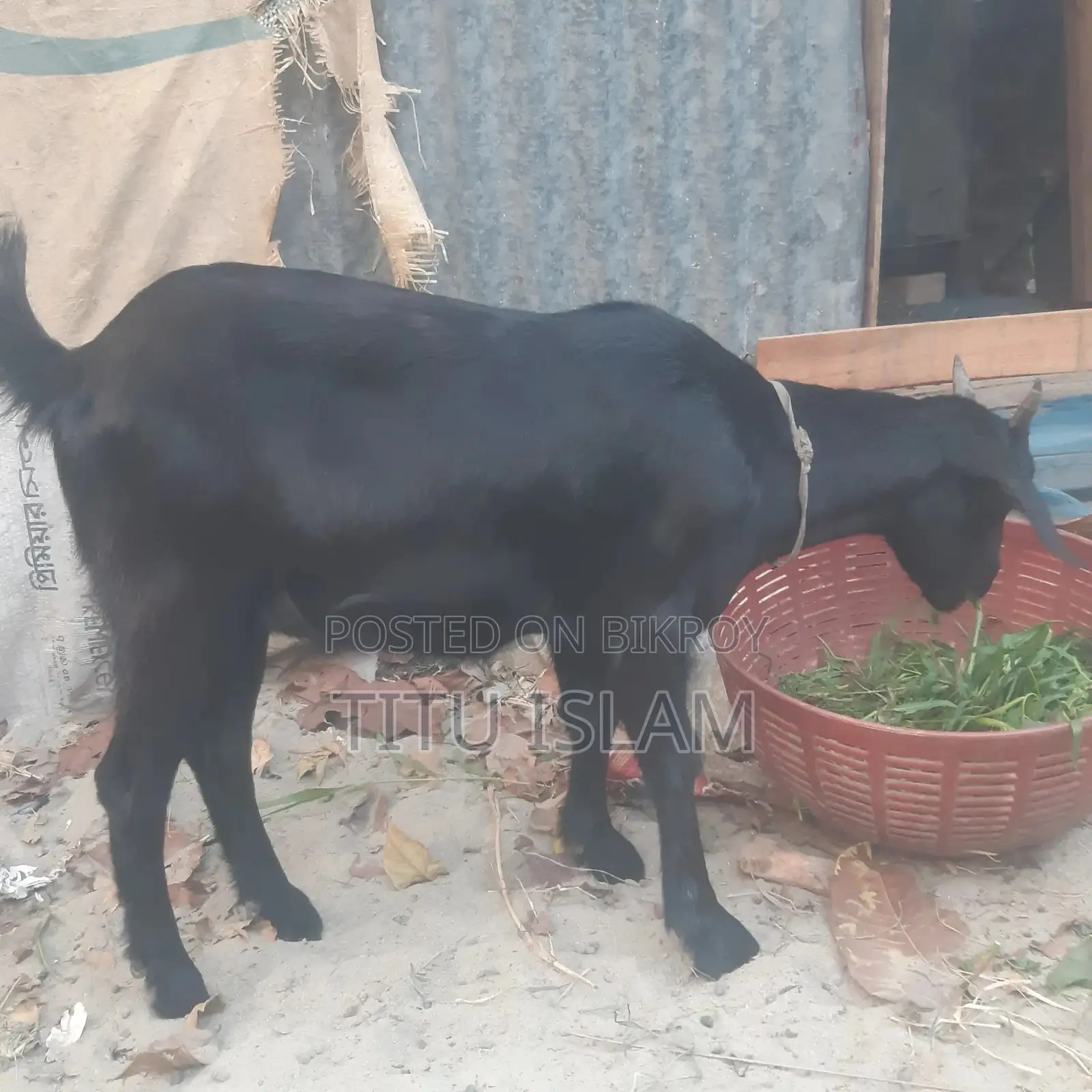 Castrated Goat for Sale