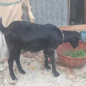 Castrated Goat for Sale