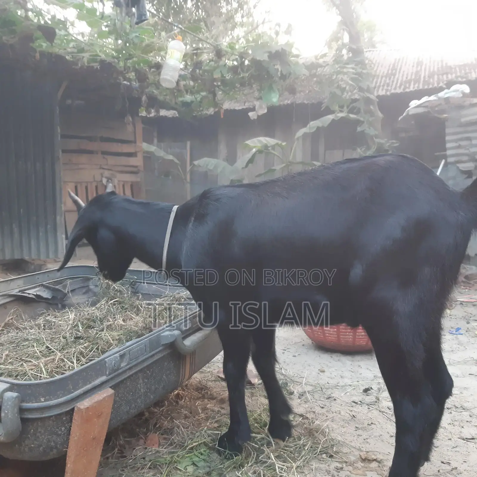 Castrated Goat for Sale