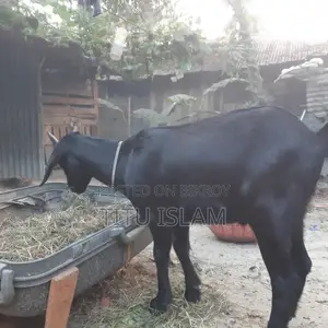 Castrated Goat for Sale