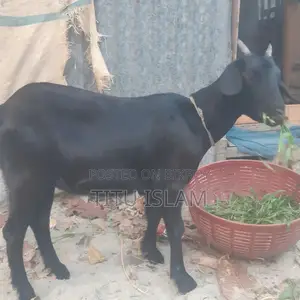 Castrated Goat for Sale