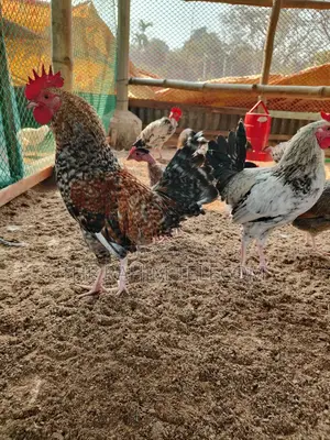 অরজিনাল দেশি মুরগী