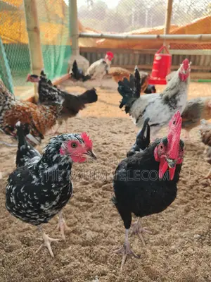 Original Desi Chicken