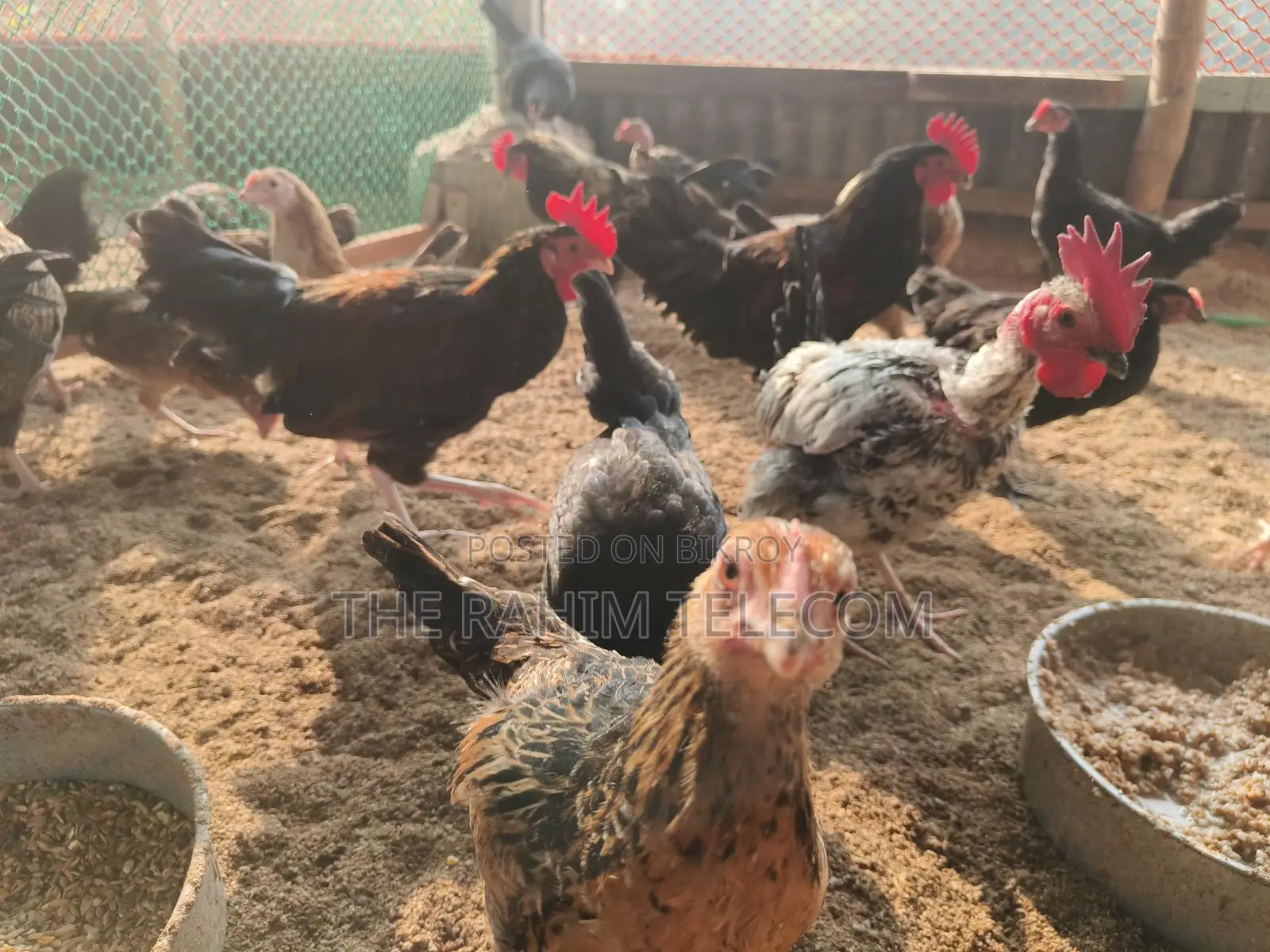 Original Desi Chicken