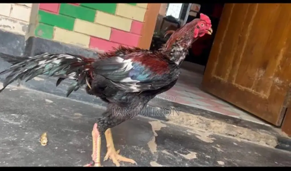 আসিল মুড়গ