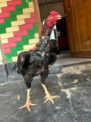 আসিল মুড়গ