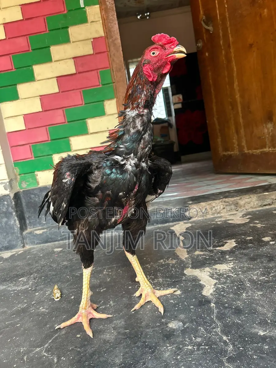 আসিল মুড়গ
