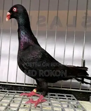 Danish Pigeon Male for Sale