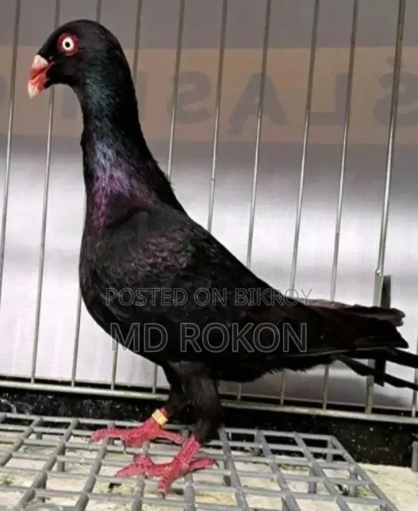 Danish Pigeon Male for Sale