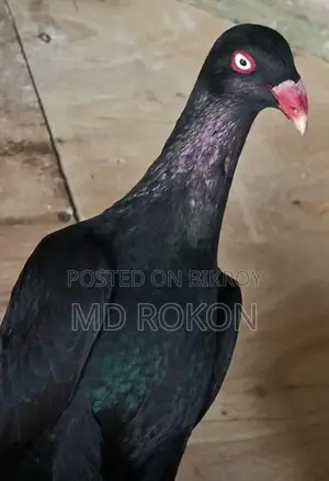 Danish Pigeon Male for Sale