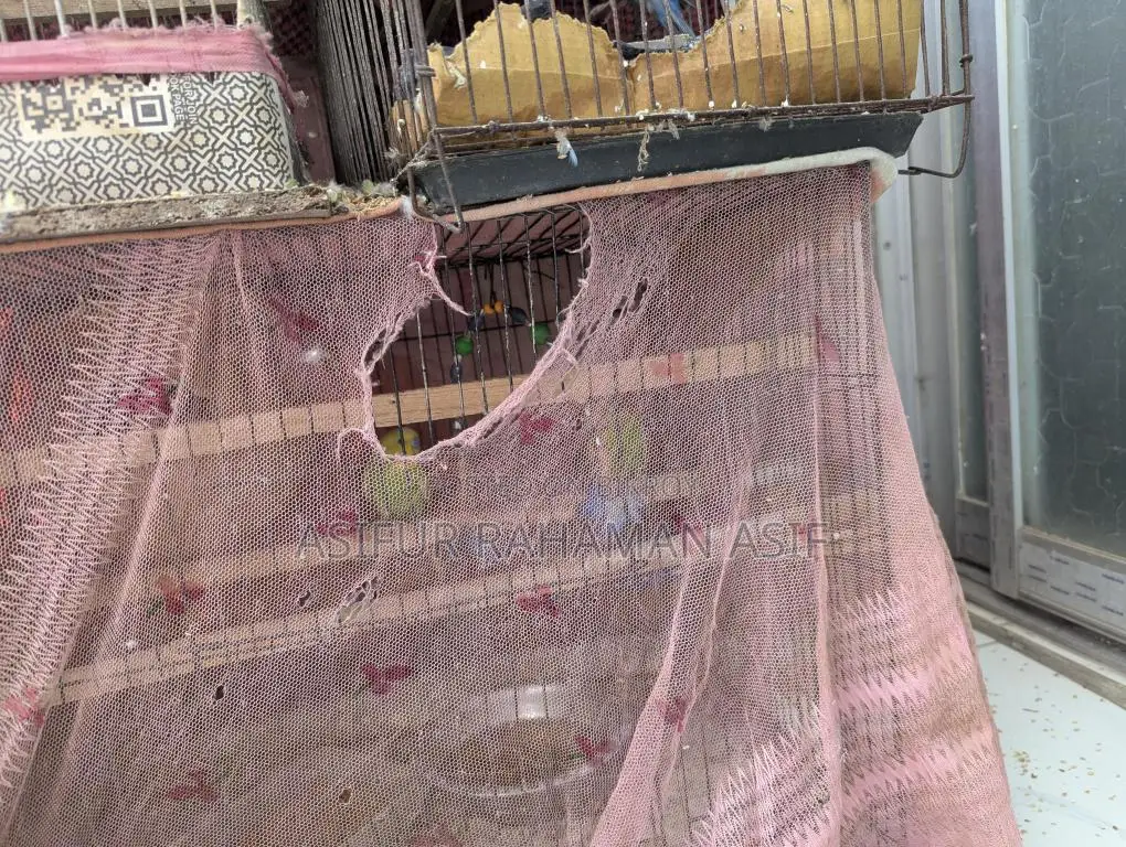 Budgerigar (Love Birds)