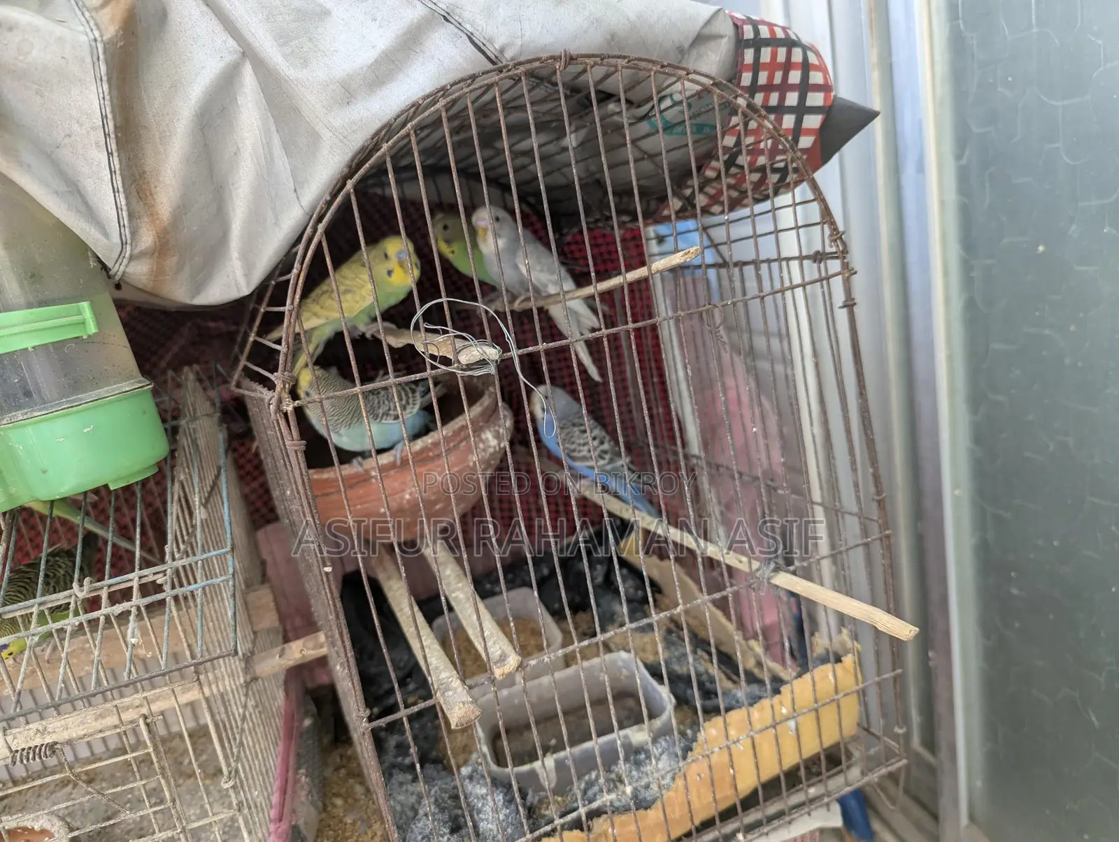 Budgerigar (Love Birds)