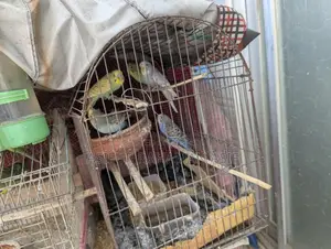 Budgerigar (Love Birds)