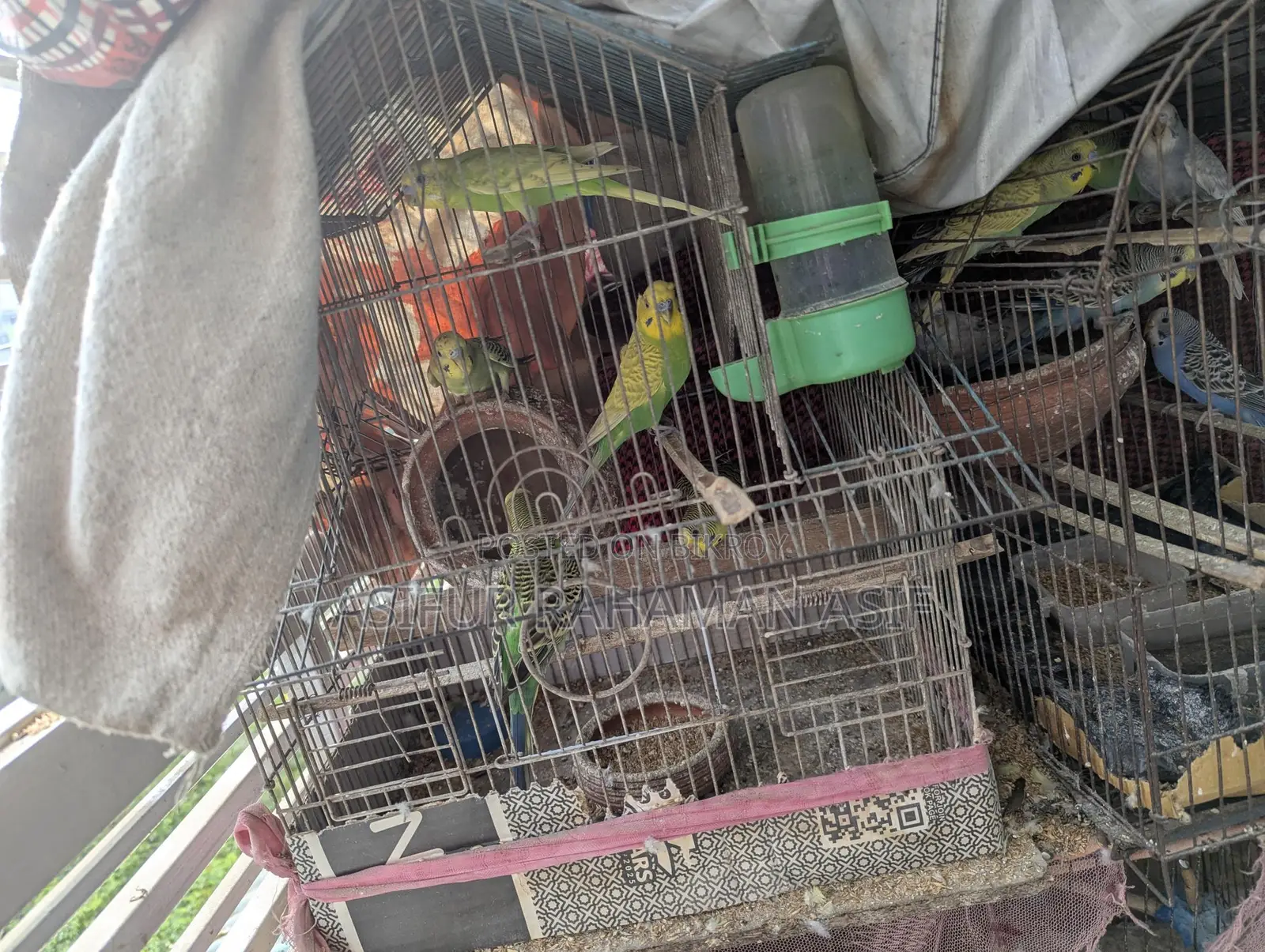 Budgerigar (Love Birds)