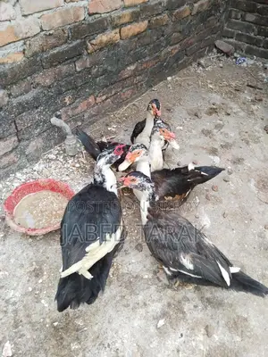 চিনা হাস বিক্রি করা হবে