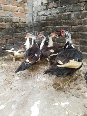 চিনা হাস বিক্রি করা হবে