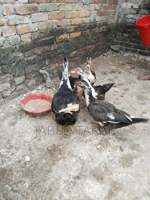 চিনা হাস বিক্রি করা হবে