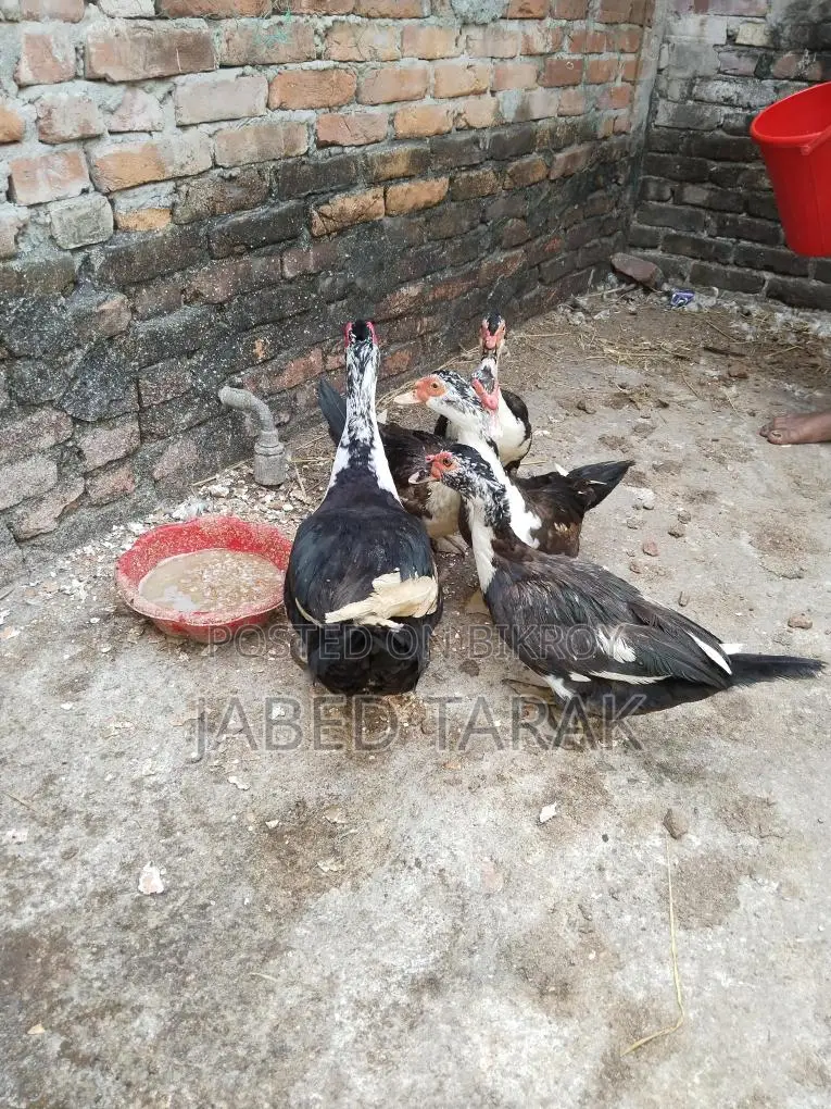 চিনা হাস বিক্রি করা হবে
