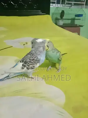 বাজরিগার পাখি
