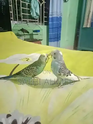 বাজরিগার পাখি