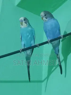 বাজরিগার পাখি