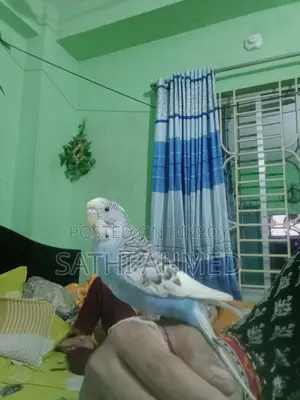 বাজরিগার পাখি