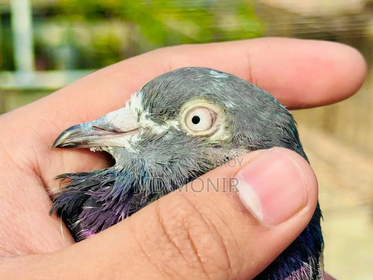 রানিং টেডি নর কবুতর জরুরি বিক্রি হবে ।