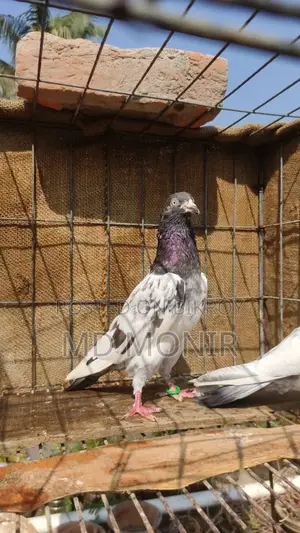 রানিং টেডি নর কবুতর জরুরি বিক্রি হবে ।